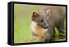 Pine Marten (Martes Martes) Kit in Caledonian Forest, the Black Isle, Highlands, Scotland, UK-Terry Whittaker-Framed Stretched Canvas