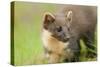 Pine Marten (Martes Martes) Kit in Caledonian Forest, the Black Isle, Highlands, Scotland, UK-Terry Whittaker-Stretched Canvas