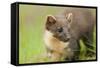 Pine Marten (Martes Martes) Kit in Caledonian Forest, the Black Isle, Highlands, Scotland, UK-Terry Whittaker-Framed Stretched Canvas