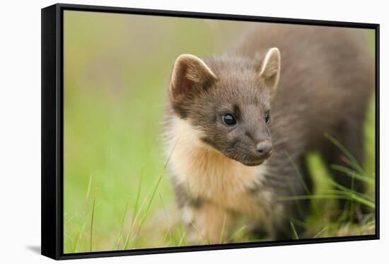 Pine Marten (Martes Martes) Kit in Caledonian Forest, the Black Isle, Highlands, Scotland, UK-Terry Whittaker-Framed Stretched Canvas