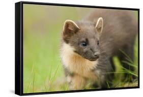 Pine Marten (Martes Martes) Kit in Caledonian Forest, the Black Isle, Highlands, Scotland, UK-Terry Whittaker-Framed Stretched Canvas