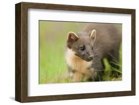 Pine Marten (Martes Martes) Kit in Caledonian Forest, the Black Isle, Highlands, Scotland, UK-Terry Whittaker-Framed Photographic Print