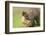 Pine Marten (Martes Martes) Kit in Caledonian Forest, the Black Isle, Highlands, Scotland, UK-Terry Whittaker-Framed Photographic Print
