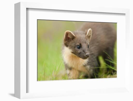 Pine Marten (Martes Martes) Kit in Caledonian Forest, the Black Isle, Highlands, Scotland, UK-Terry Whittaker-Framed Photographic Print