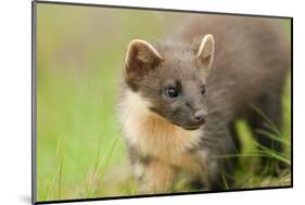 Pine Marten (Martes Martes) Kit in Caledonian Forest, the Black Isle, Highlands, Scotland, UK-Terry Whittaker-Mounted Photographic Print
