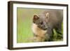 Pine Marten (Martes Martes) Kit in Caledonian Forest, the Black Isle, Highlands, Scotland, UK-Terry Whittaker-Framed Photographic Print