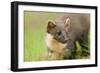 Pine Marten (Martes Martes) Kit in Caledonian Forest, the Black Isle, Highlands, Scotland, UK-Terry Whittaker-Framed Photographic Print