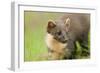 Pine Marten (Martes Martes) Kit in Caledonian Forest, the Black Isle, Highlands, Scotland, UK-Terry Whittaker-Framed Photographic Print