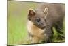 Pine Marten (Martes Martes) Kit in Caledonian Forest, the Black Isle, Highlands, Scotland, UK-Terry Whittaker-Mounted Photographic Print