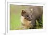 Pine Marten (Martes Martes) Kit in Caledonian Forest, the Black Isle, Highlands, Scotland, UK-Terry Whittaker-Framed Photographic Print