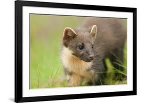 Pine Marten (Martes Martes) Kit in Caledonian Forest, the Black Isle, Highlands, Scotland, UK-Terry Whittaker-Framed Photographic Print