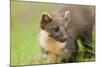 Pine Marten (Martes Martes) Kit in Caledonian Forest, the Black Isle, Highlands, Scotland, UK-Terry Whittaker-Mounted Photographic Print