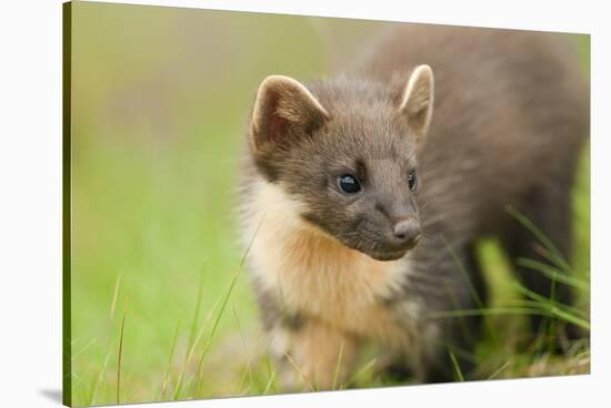 Pine Marten (Martes Martes) Kit in Caledonian Forest, the Black Isle, Highlands, Scotland, UK-Terry Whittaker-Stretched Canvas