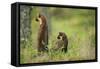 Pine Marten (Martes Martes) Rear View of Adult Female Standing Up with 4-5 Month Kit, Scotland, UK-Terry Whittaker-Framed Stretched Canvas