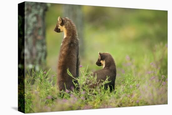 Pine Marten (Martes Martes) Rear View of Adult Female Standing Up with 4-5 Month Kit, Scotland, UK-Terry Whittaker-Stretched Canvas