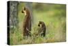 Pine Marten (Martes Martes) Rear View of Adult Female Standing Up with 4-5 Month Kit, Scotland, UK-Terry Whittaker-Stretched Canvas