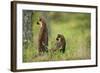 Pine Marten (Martes Martes) Rear View of Adult Female Standing Up with 4-5 Month Kit, Scotland, UK-Terry Whittaker-Framed Photographic Print