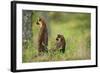 Pine Marten (Martes Martes) Rear View of Adult Female Standing Up with 4-5 Month Kit, Scotland, UK-Terry Whittaker-Framed Photographic Print