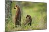 Pine Marten (Martes Martes) Rear View of Adult Female Standing Up with 4-5 Month Kit, Scotland, UK-Terry Whittaker-Mounted Photographic Print