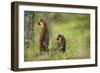 Pine Marten (Martes Martes) Rear View of Adult Female Standing Up with 4-5 Month Kit, Scotland, UK-Terry Whittaker-Framed Photographic Print