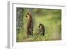 Pine Marten (Martes Martes) Rear View of Adult Female Standing Up with 4-5 Month Kit, Scotland, UK-Terry Whittaker-Framed Photographic Print