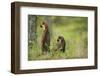 Pine Marten (Martes Martes) Rear View of Adult Female Standing Up with 4-5 Month Kit, Scotland, UK-Terry Whittaker-Framed Photographic Print