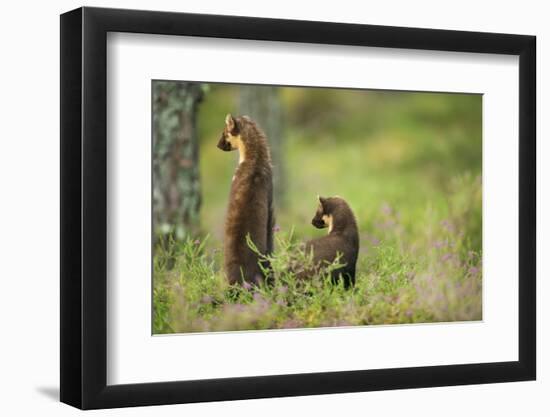 Pine Marten (Martes Martes) Rear View of Adult Female Standing Up with 4-5 Month Kit, Scotland, UK-Terry Whittaker-Framed Photographic Print