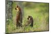 Pine Marten (Martes Martes) Rear View of Adult Female Standing Up with 4-5 Month Kit, Scotland, UK-Terry Whittaker-Mounted Photographic Print