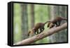 Pine Marten (Martes Martes) Two 4 Month Kits Running Along Branch, Caledonian Forest, Scotland, UK-Terry Whittaker-Framed Stretched Canvas