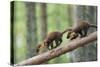 Pine Marten (Martes Martes) Two 4 Month Kits Running Along Branch, Caledonian Forest, Scotland, UK-Terry Whittaker-Stretched Canvas