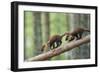 Pine Marten (Martes Martes) Two 4 Month Kits Running Along Branch, Caledonian Forest, Scotland, UK-Terry Whittaker-Framed Photographic Print