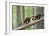 Pine Marten (Martes Martes) Two 4 Month Kits Running Along Branch, Caledonian Forest, Scotland, UK-Terry Whittaker-Framed Photographic Print