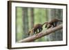 Pine Marten (Martes Martes) Two 4 Month Kits Running Along Branch, Caledonian Forest, Scotland, UK-Terry Whittaker-Framed Photographic Print