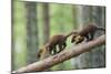 Pine Marten (Martes Martes) Two 4 Month Kits Running Along Branch, Caledonian Forest, Scotland, UK-Terry Whittaker-Mounted Photographic Print