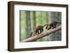 Pine Marten (Martes Martes) Two 4 Month Kits Running Along Branch, Caledonian Forest, Scotland, UK-Terry Whittaker-Framed Photographic Print