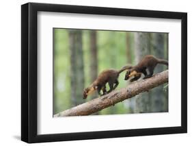 Pine Marten (Martes Martes) Two 4 Month Kits Running Along Branch, Caledonian Forest, Scotland, UK-Terry Whittaker-Framed Photographic Print