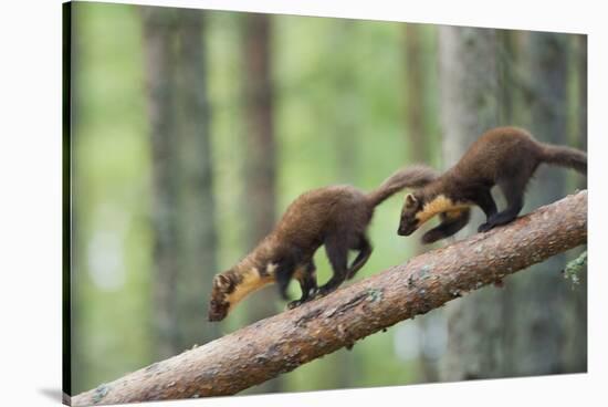 Pine Marten (Martes Martes) Two 4 Month Kits Running Along Branch, Caledonian Forest, Scotland, UK-Terry Whittaker-Stretched Canvas