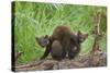 Pine Marten (Martes Martes) Two Playing on Fallen Pine Log in Woodland, Wester Ross, Scotland, UK-Mark Hamblin-Stretched Canvas