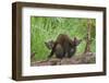 Pine Marten (Martes Martes) Two Playing on Fallen Pine Log in Woodland, Wester Ross, Scotland, UK-Mark Hamblin-Framed Photographic Print