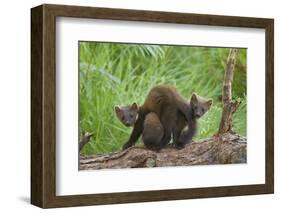 Pine Marten (Martes Martes) Two Playing on Fallen Pine Log in Woodland, Wester Ross, Scotland, UK-Mark Hamblin-Framed Photographic Print