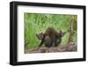 Pine Marten (Martes Martes) Two Playing on Fallen Pine Log in Woodland, Wester Ross, Scotland, UK-Mark Hamblin-Framed Photographic Print