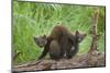 Pine Marten (Martes Martes) Two Playing on Fallen Pine Log in Woodland, Wester Ross, Scotland, UK-Mark Hamblin-Mounted Photographic Print
