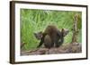 Pine Marten (Martes Martes) Two Playing on Fallen Pine Log in Woodland, Wester Ross, Scotland, UK-Mark Hamblin-Framed Photographic Print