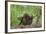 Pine Marten (Martes Martes) Two Playing on Fallen Pine Log in Woodland, Wester Ross, Scotland, UK-Mark Hamblin-Framed Photographic Print