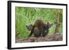 Pine Marten (Martes Martes) Two Playing on Fallen Pine Log in Woodland, Wester Ross, Scotland, UK-Mark Hamblin-Framed Photographic Print