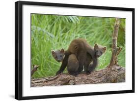 Pine Marten (Martes Martes) Two Playing on Fallen Pine Log in Woodland, Wester Ross, Scotland, UK-Mark Hamblin-Framed Photographic Print