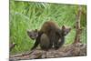 Pine Marten (Martes Martes) Two Playing on Fallen Pine Log in Woodland, Wester Ross, Scotland, UK-Mark Hamblin-Mounted Photographic Print