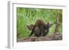 Pine Marten (Martes Martes) Two Playing on Fallen Pine Log in Woodland, Wester Ross, Scotland, UK-Mark Hamblin-Framed Photographic Print