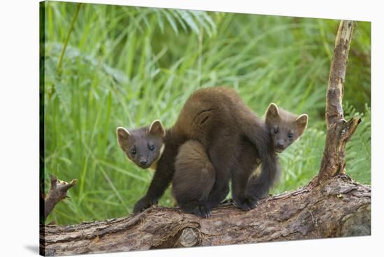 Pine Marten (Martes Martes) Two Playing on Fallen Pine Log in Woodland, Wester Ross, Scotland, UK-Mark Hamblin-Stretched Canvas