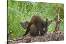Pine Marten (Martes Martes) Two Playing on Fallen Pine Log in Woodland, Wester Ross, Scotland, UK-Mark Hamblin-Stretched Canvas